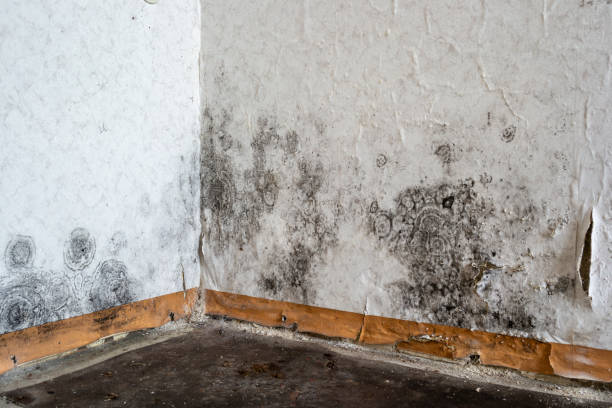 Reliable Huntsville, MO Mold Removal Solutions